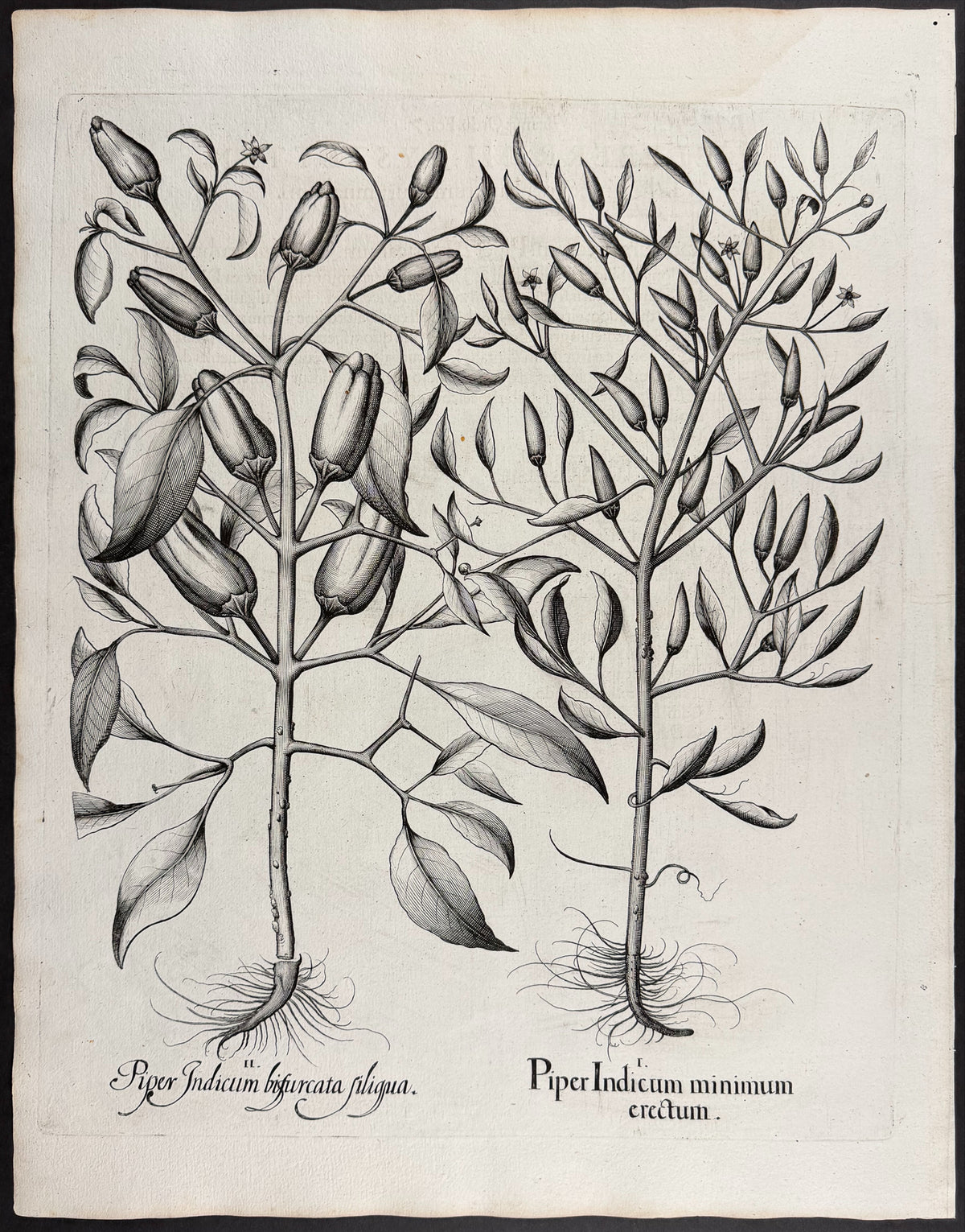 Indian Pepper (Chili) [Piper Indicum]