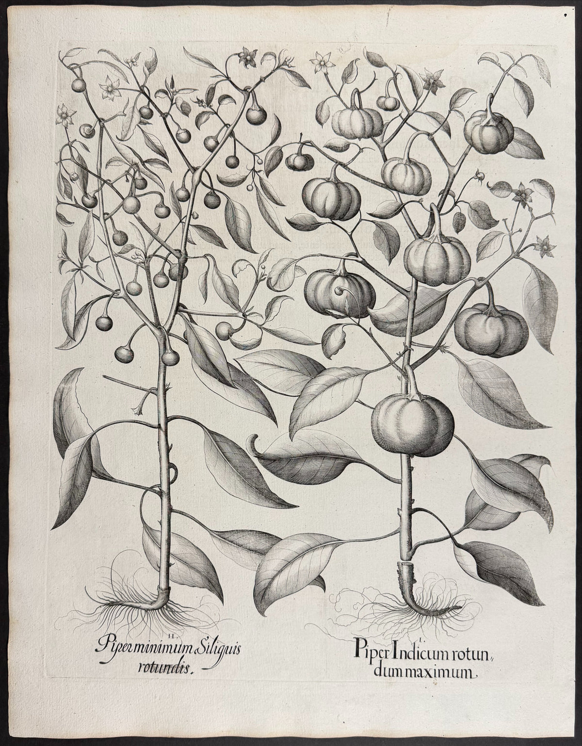 Indian Pepper (Chili) [Piper Indicum]