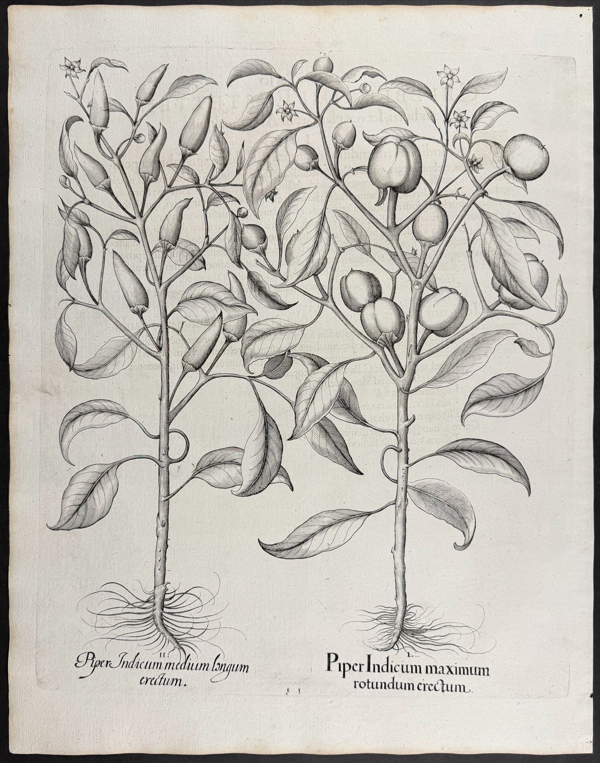 Indian Pepper (Chili) [Piper Indicum]; Smallest Chili Pepper [Piper minimum]