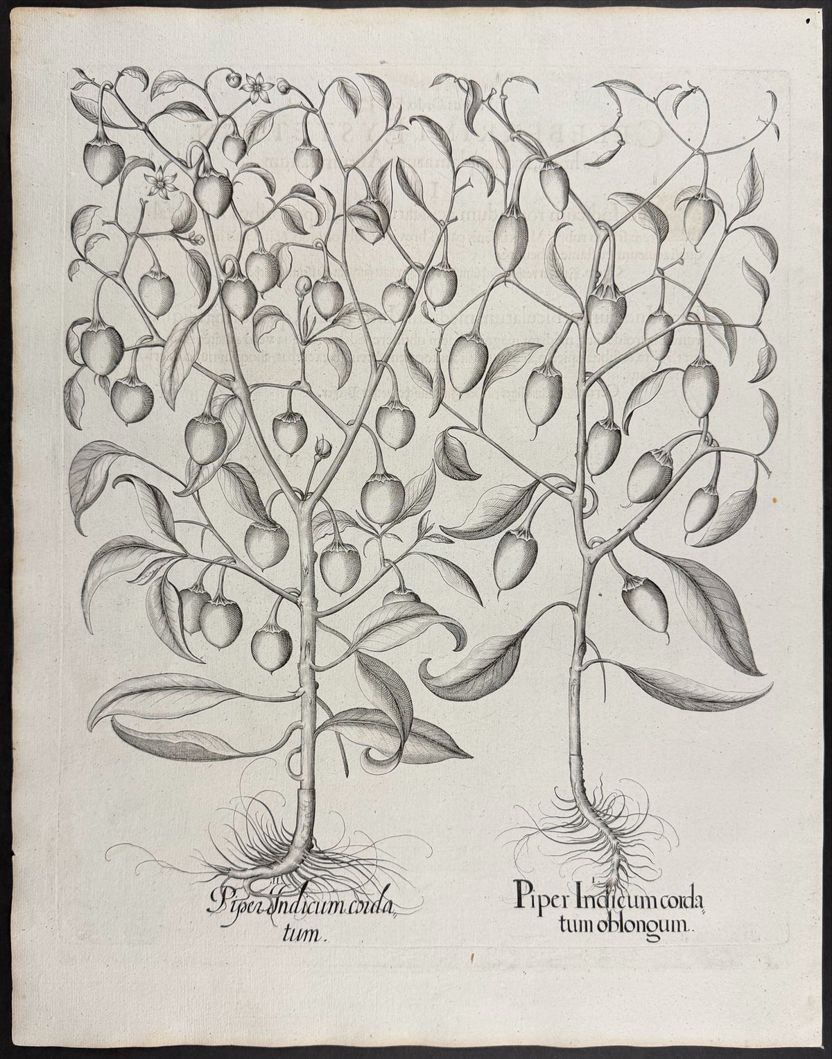 Indian Pepper (Chili) [Piper Indicum]