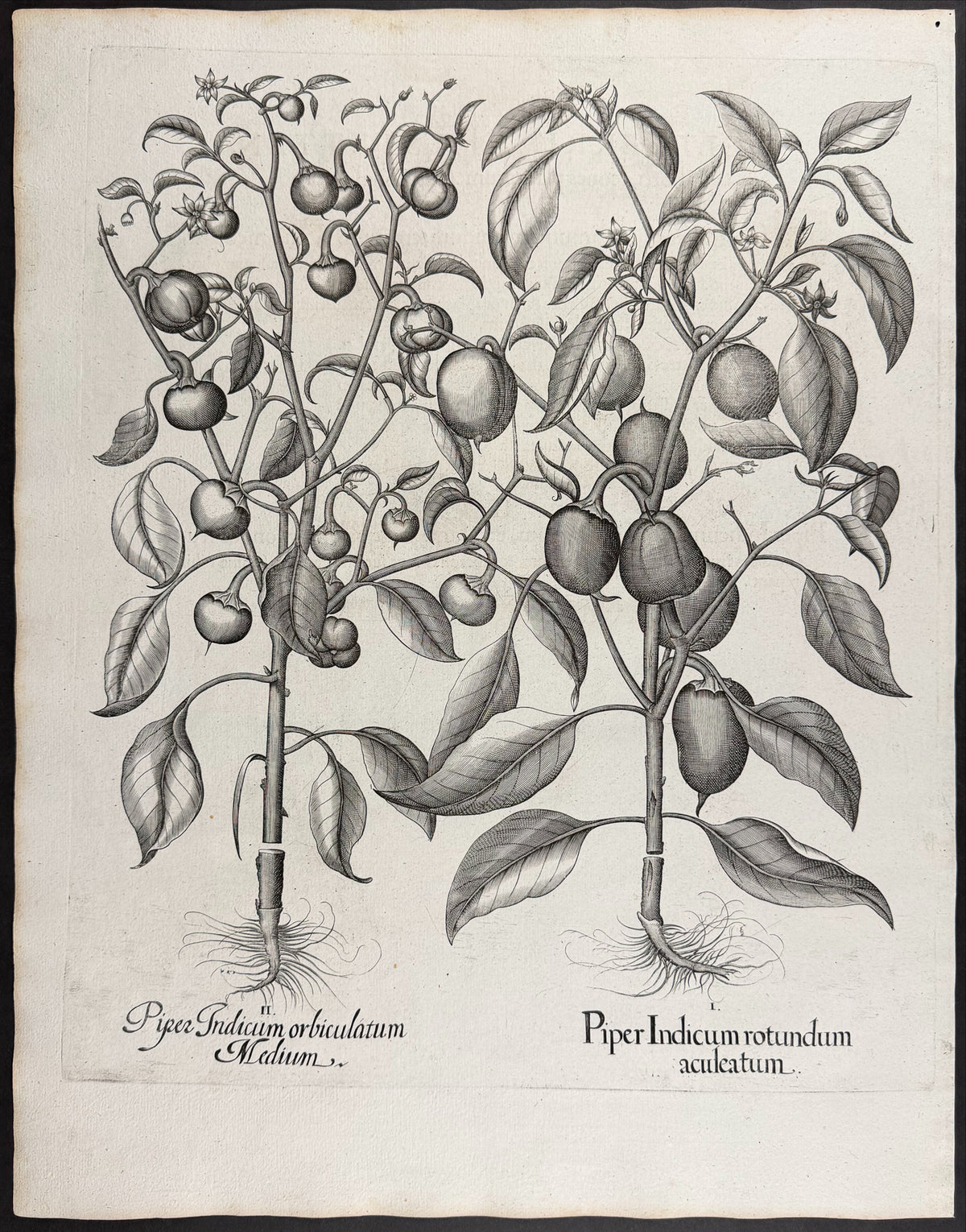 Indian Pepper (Chili) [Piper Indicum]