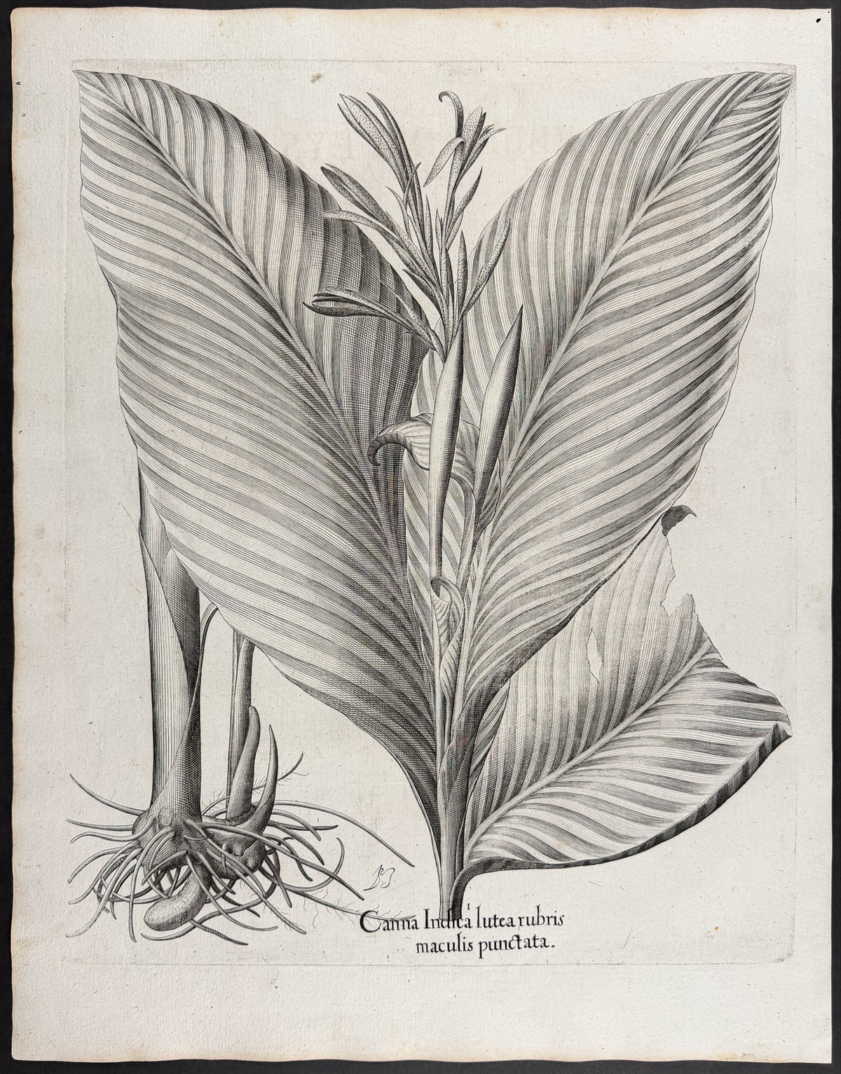 Red Indian Shot [Canna Indica rubra]