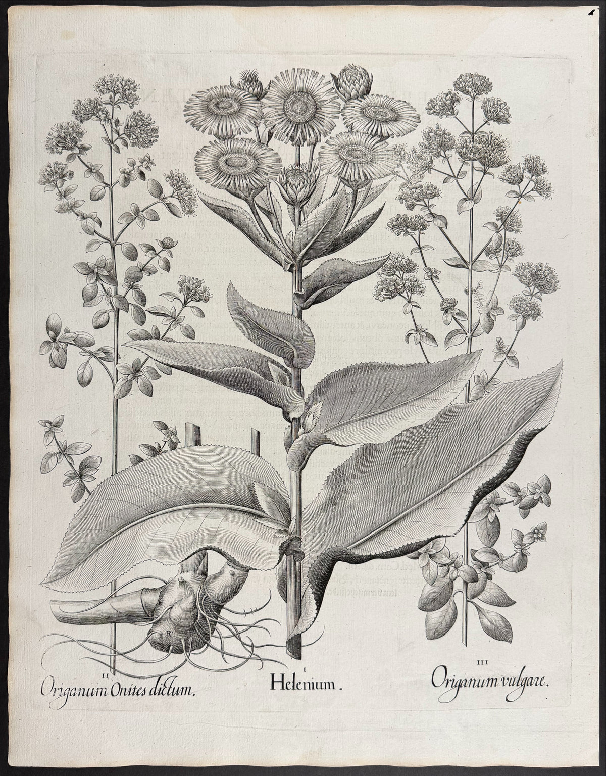Indian Jasmine [Iasminum Indicum]; Autumn Gentian [Gentionella Autumnalis]; Many-flowered Gentian [Gentionella multiflora]