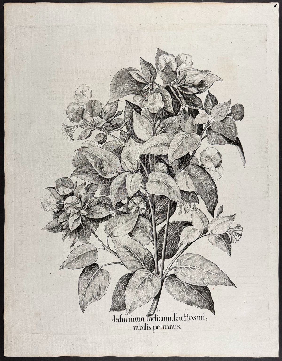 Elecampane [Helenium]; Pot Marjoram [Origanum Onites]; Wild Marjoram [Origanum vulgare]