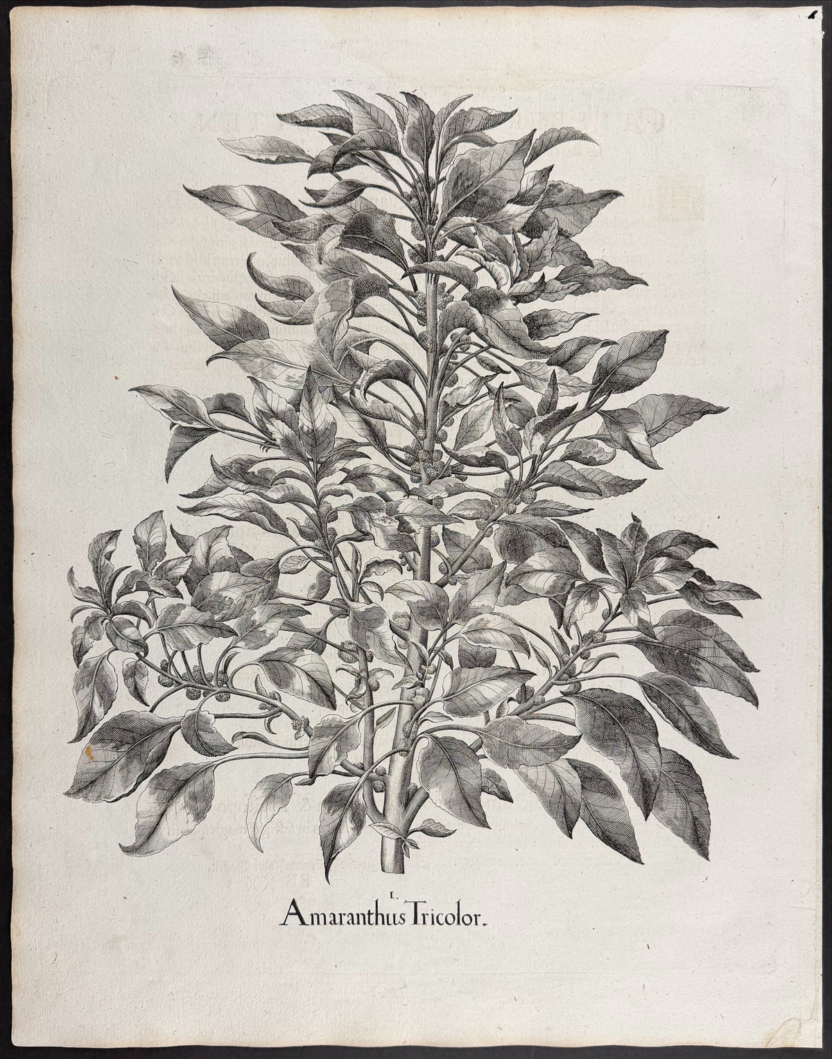 Marvel of Peru (Four O'Clock Flower) [Iasminum Indicum, seu flos mirabilis peruanus]
