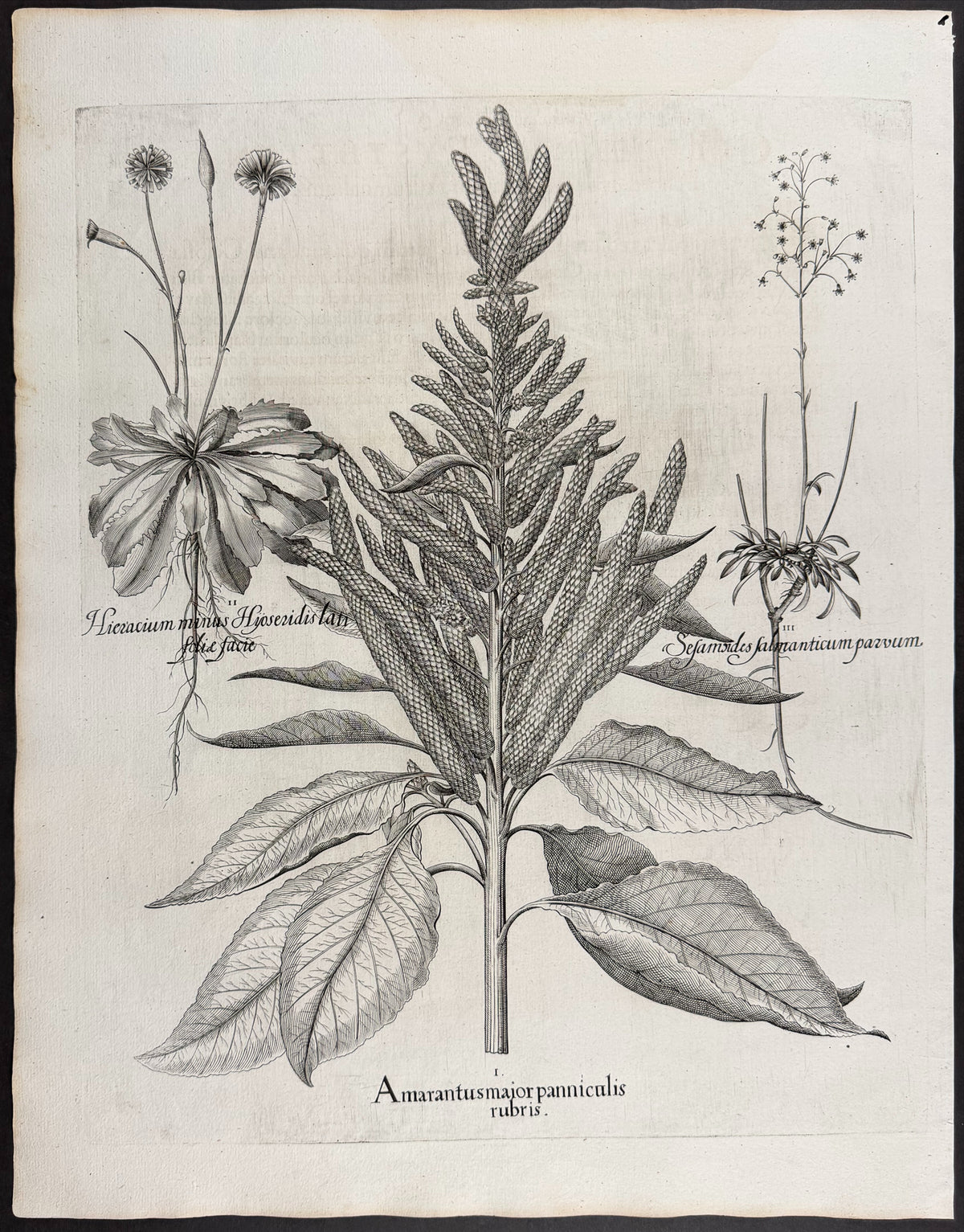 Joseph's Coat Amaranth [Amaranthus Tricolor]