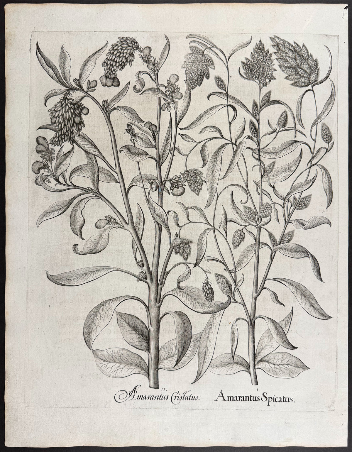 Broad-leaved Tobacco [Tabacum latifolium]