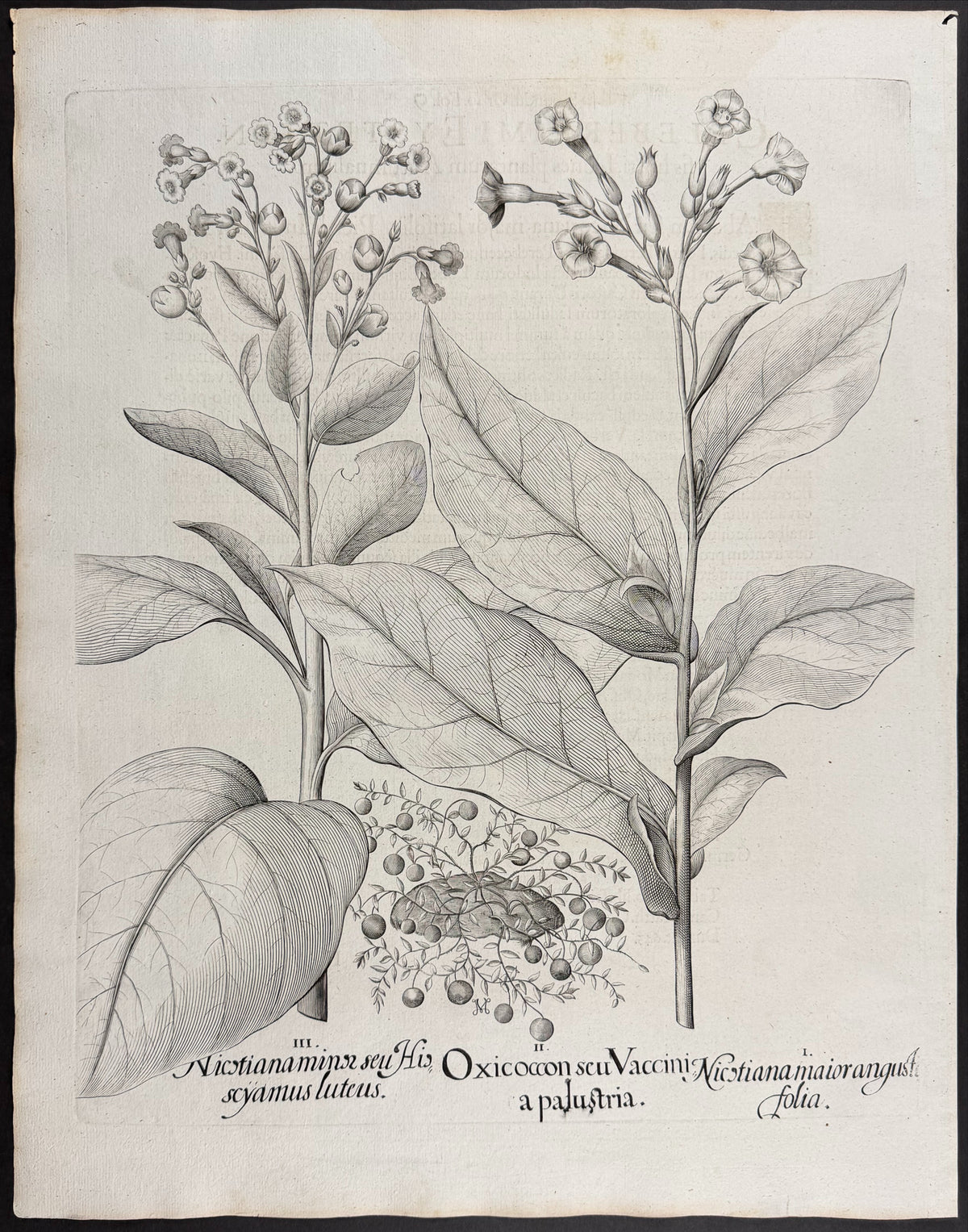 Spiked Amaranth [Amarantus Spicatus]; Cockscomb Amaranth [Amarantus Cristatus]
