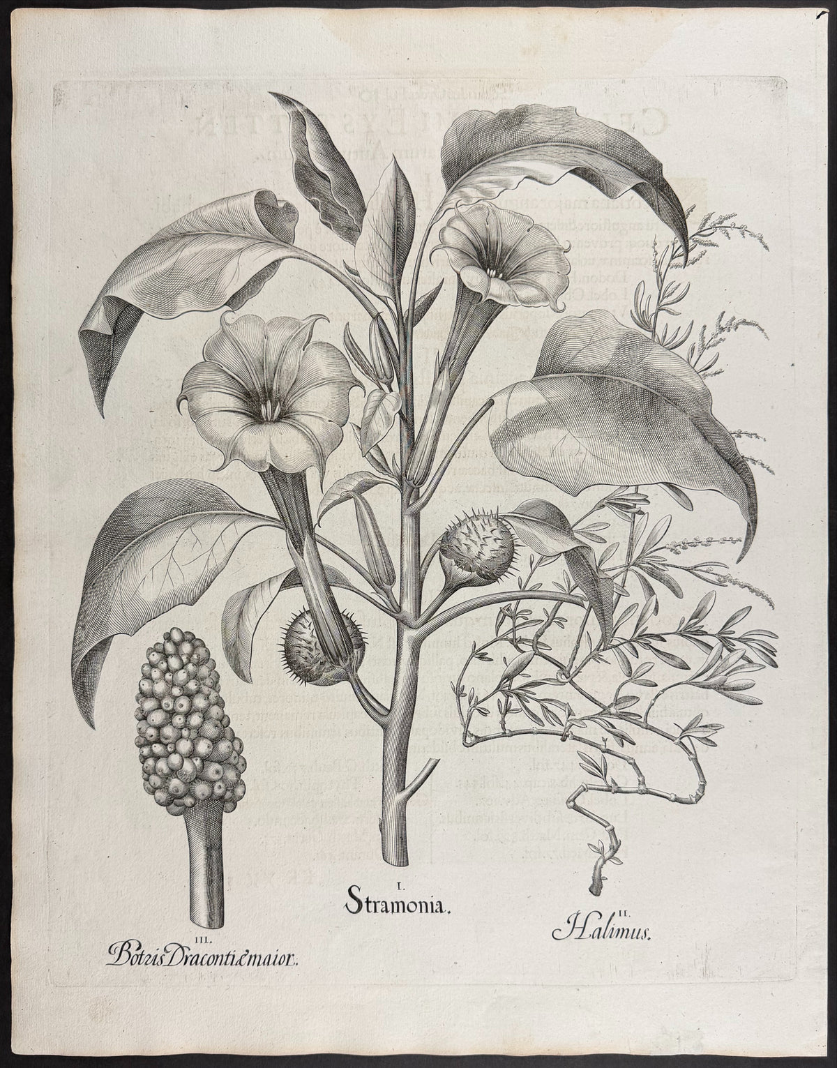 Great Tobacco [Nicotiana maior]; Cranberry [Oxioccon seu Vaccini]; Wild Tobacco [Nicotiana minor]