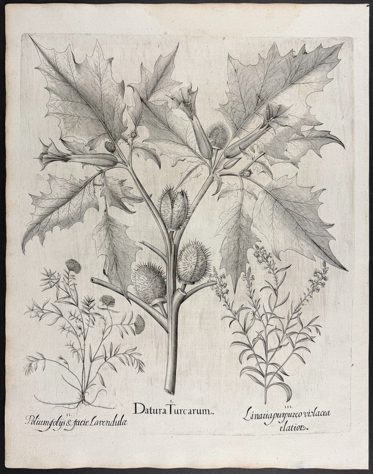Thorn Apple (Jimsonweed) [Stramonia]; Sea Purslane [Halimus]; Dragon-like Botrys [Botris Dracontiae]