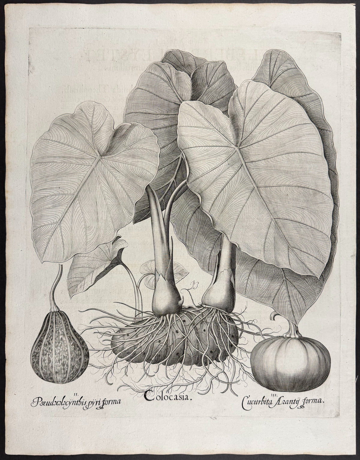 Peruvian Potato [Papas Peruanorum]; Lemon Thyme [Serpillum citratum]; Common Thyme [Thymus vulgatis]