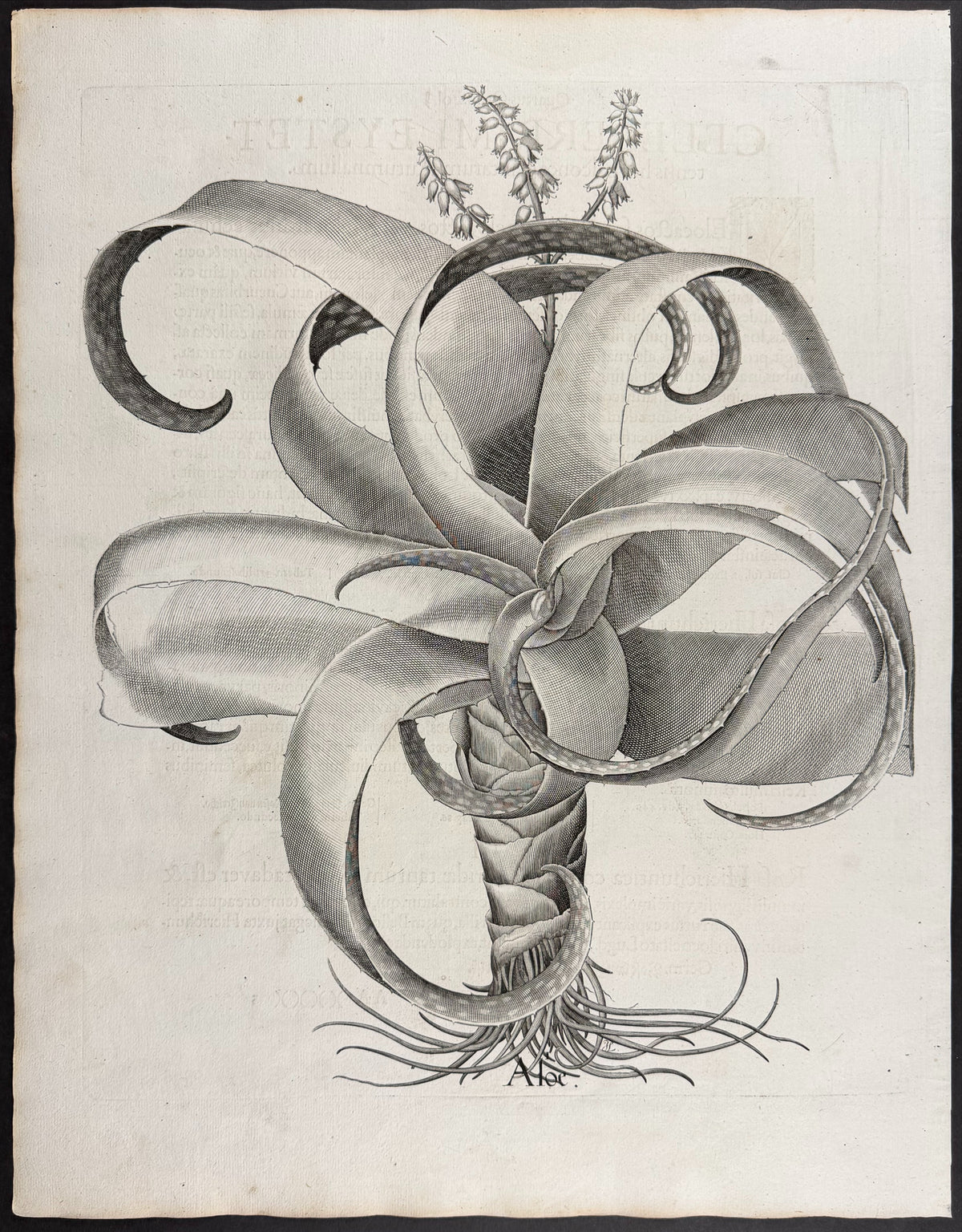 Turk's Cap Cactus [Melocactos]; Rose of Jericho [Rosa Hiericontea]; Rose of Jericho [Rosa Hiericontea]