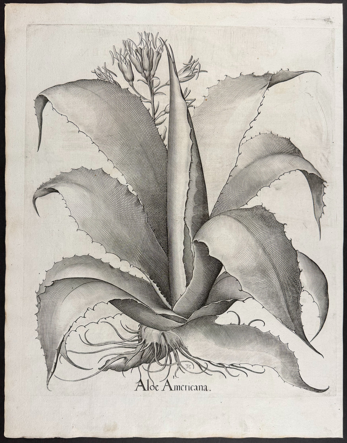 Aloe [Aloe]