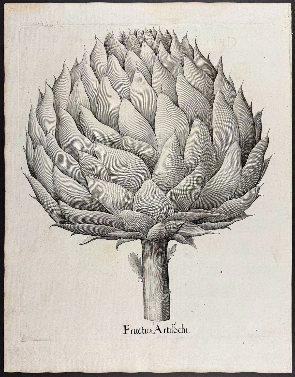 Century Plant (American Aloe) [Aloe Americana]