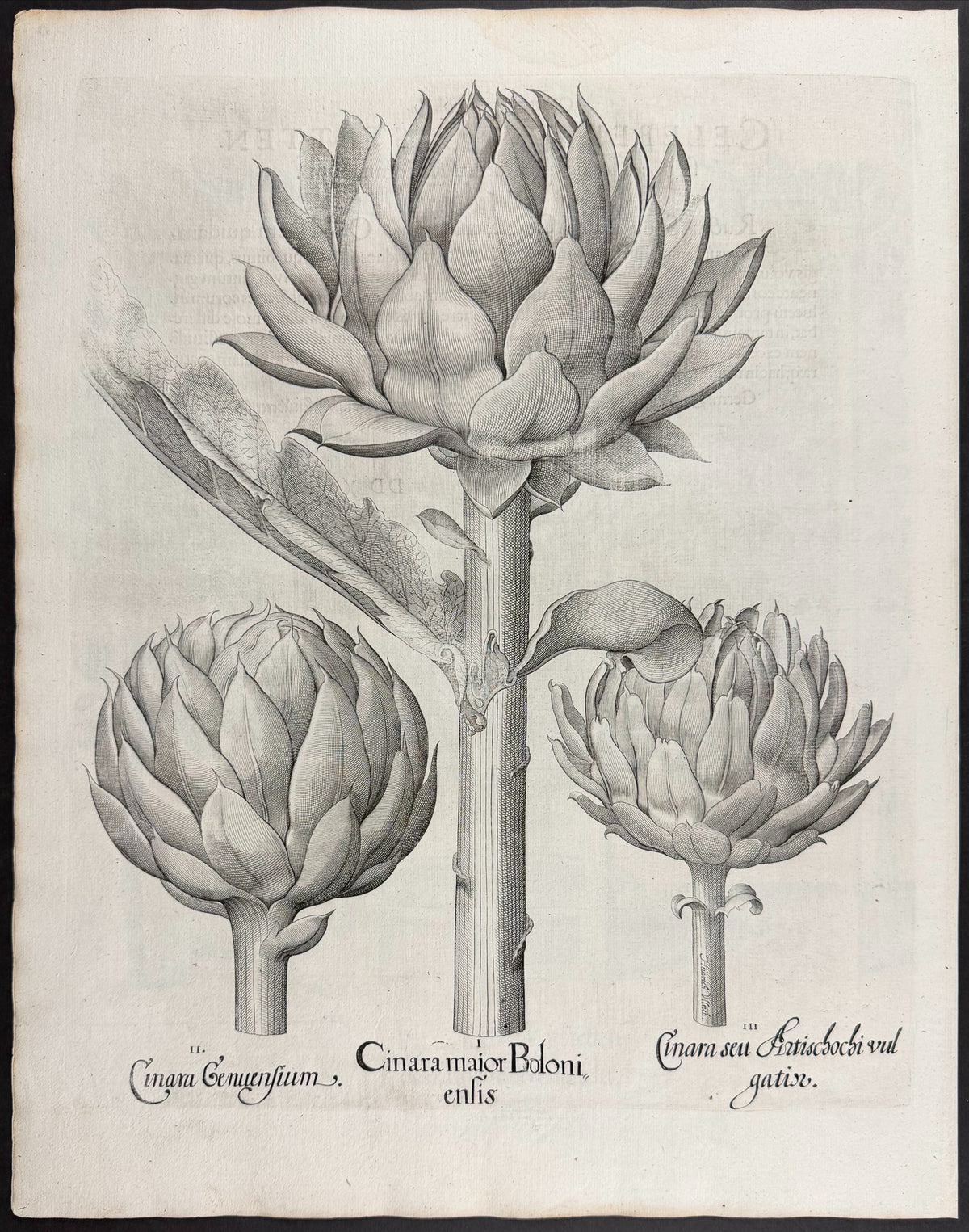 Artichoke Fruit [Fructus Artischochi]