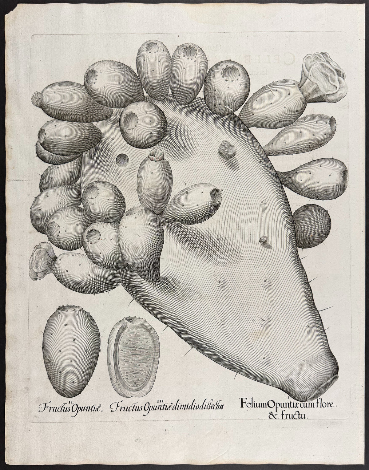 Prickly Pear of Eichstatt (Luxuriant Single Leaf) [Ficus Indica Eystettensis uno folio enata luxurians]