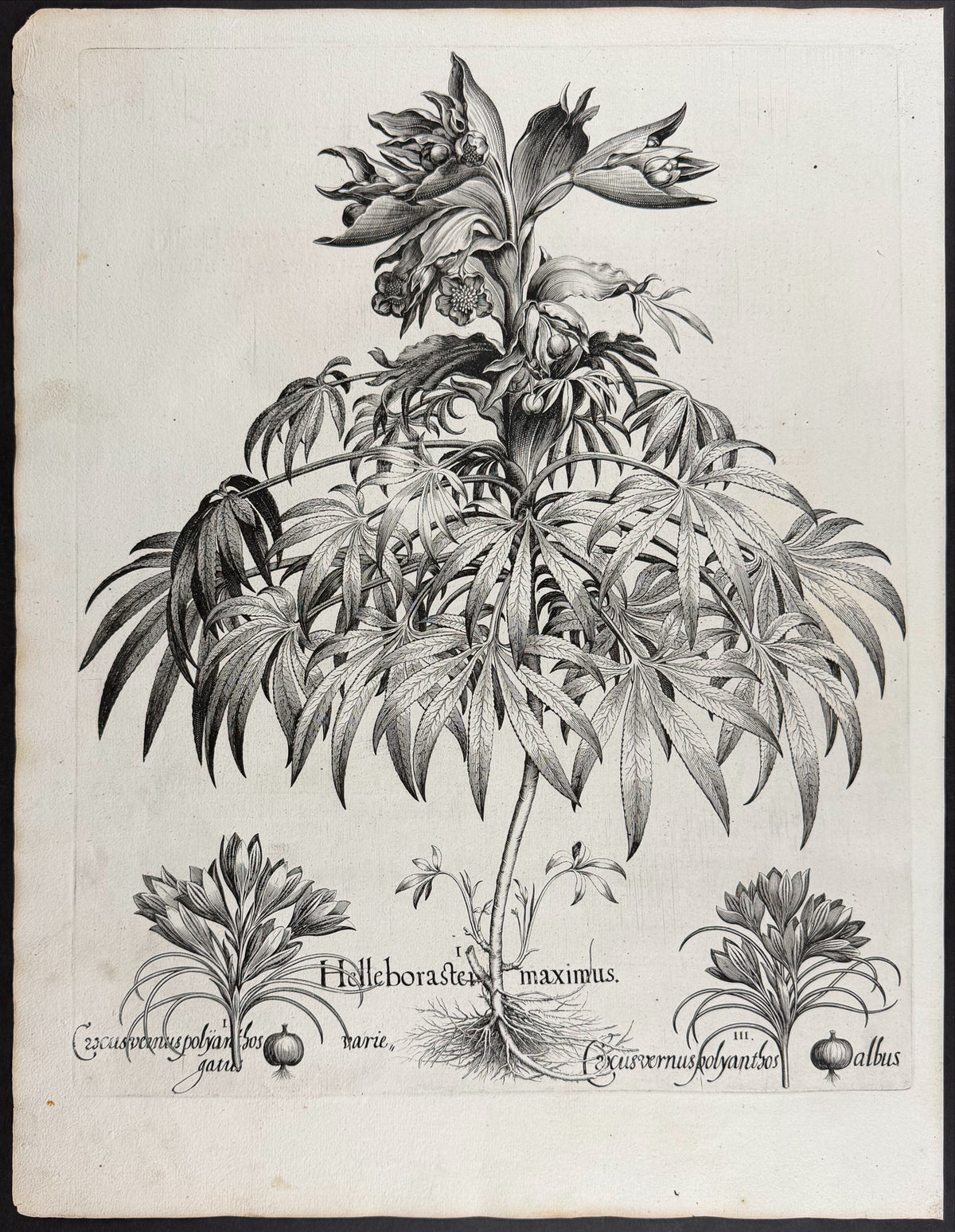 Christmas Rose (Black Hellebore) [Helleborus niger]; Spring Snowflake [Leucoium bulbosum]; Spring Snowflake [Leucoium bulbosum]