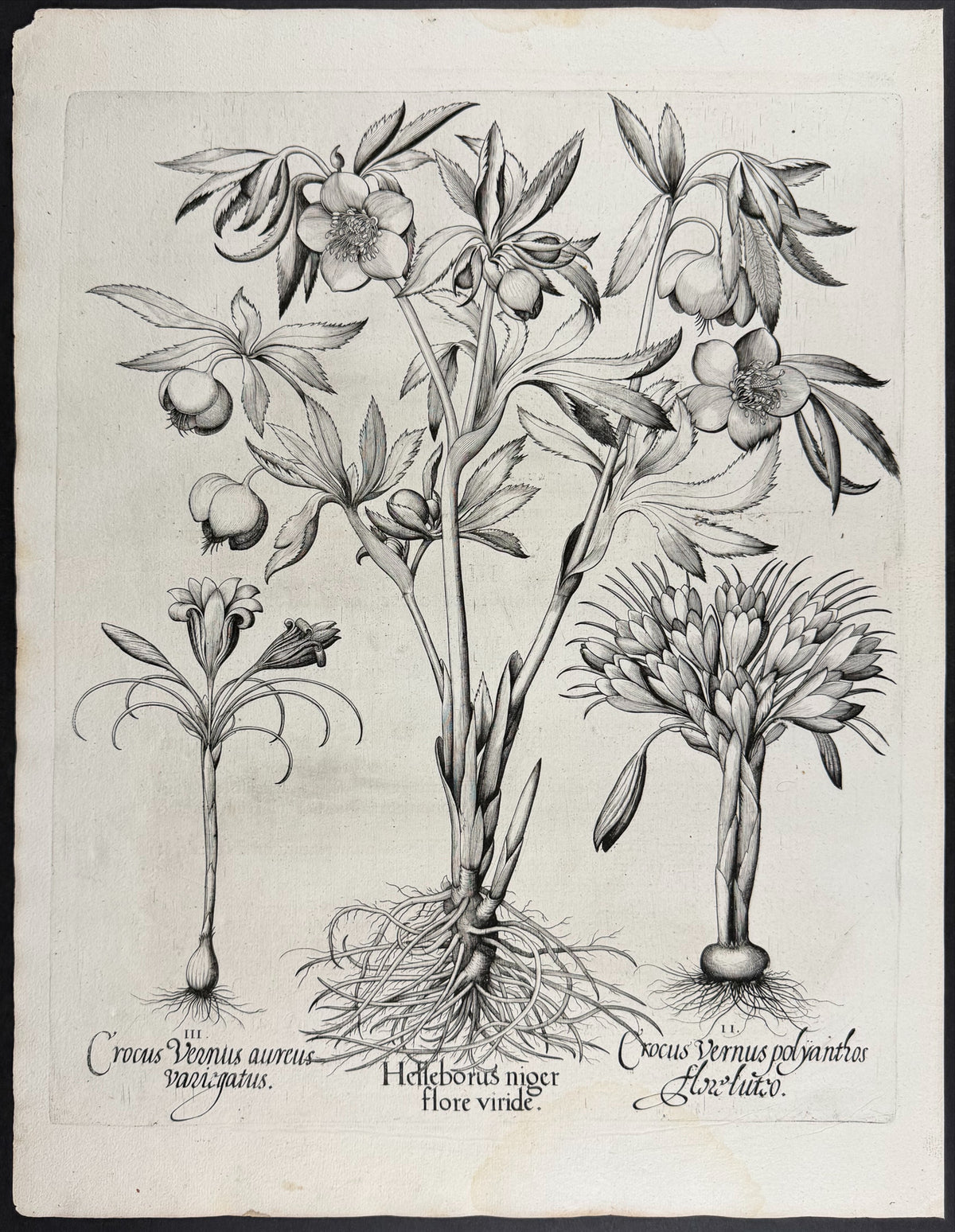 Christmas Rose (Black Hellebore) [Helleborus niger]; Spring Crocus [Crocus vernus]; Spring Crocus [Crocus vernus]