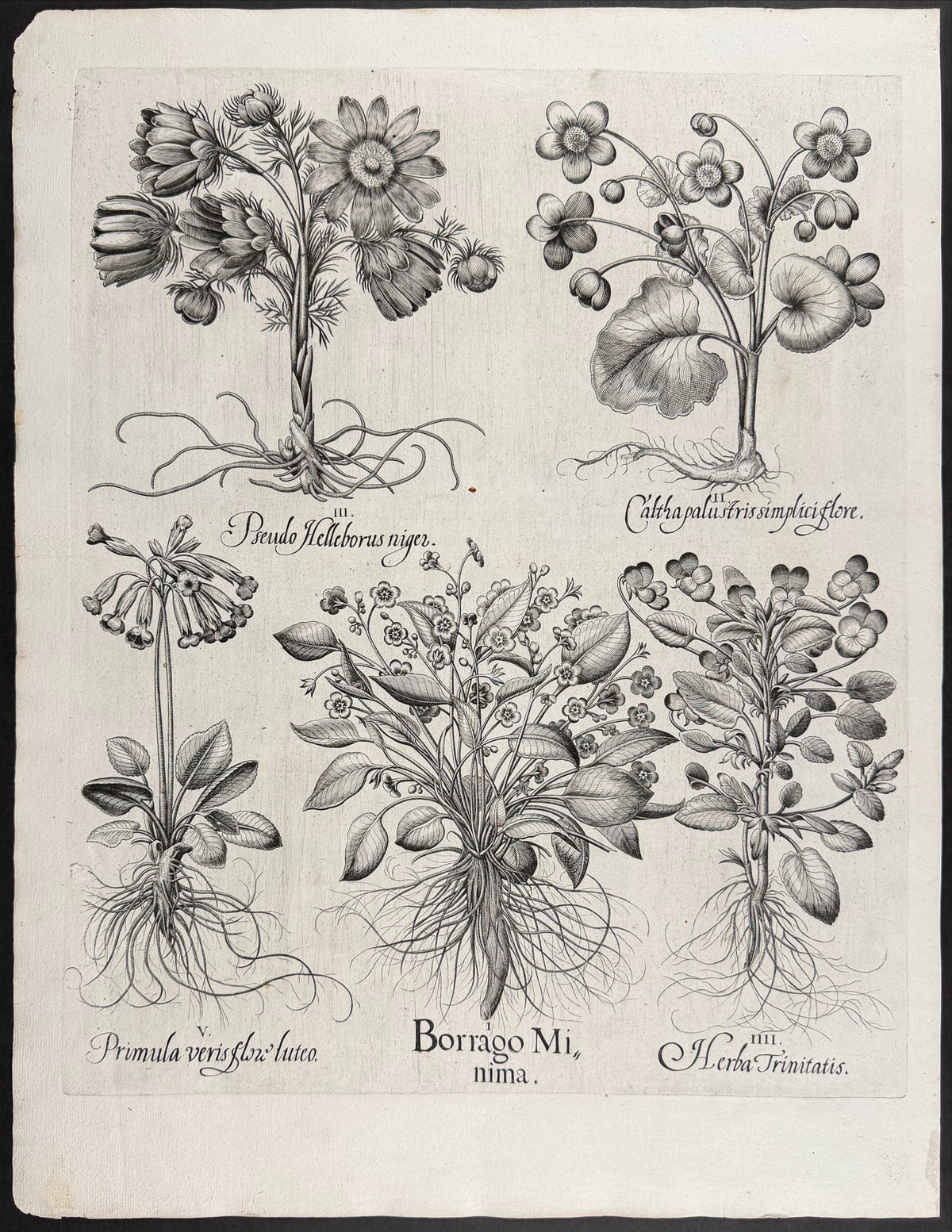 Great Stinking Hellebore [Helleboraster maximus]; Many-flowered Spring Torch / Cereus [Cercusvernus polyanthos]; Many-flowered Spring Torch / Cereus [Cercusvernus polyanthos]