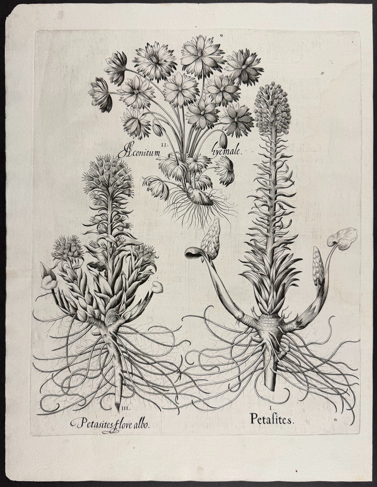 Smallest Borage [Borrago Minima]; Marsh Marigold [Caltha palustris]; False Hellebore [Pseudo Helleborus]