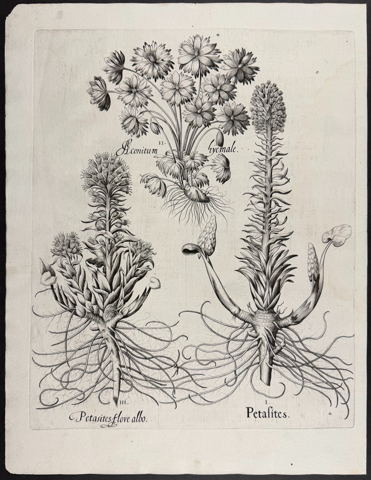 Common Birthwort [Aristolochia Vulgaris]; Spurge Laurel [Laureola]; Cornelian Cherry / Dogwood [Cornus]