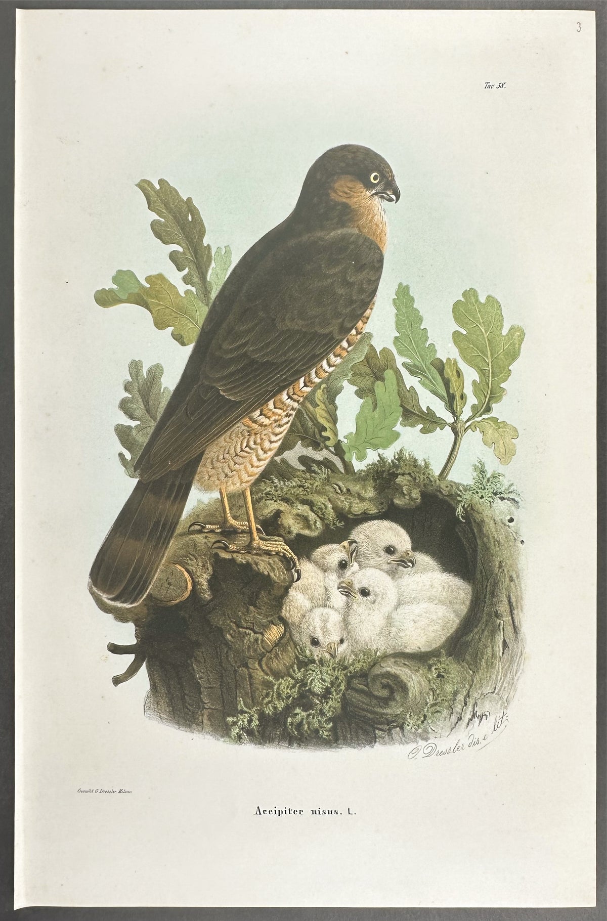 Eurasian Sparrowhawk - Accipiter Nisus