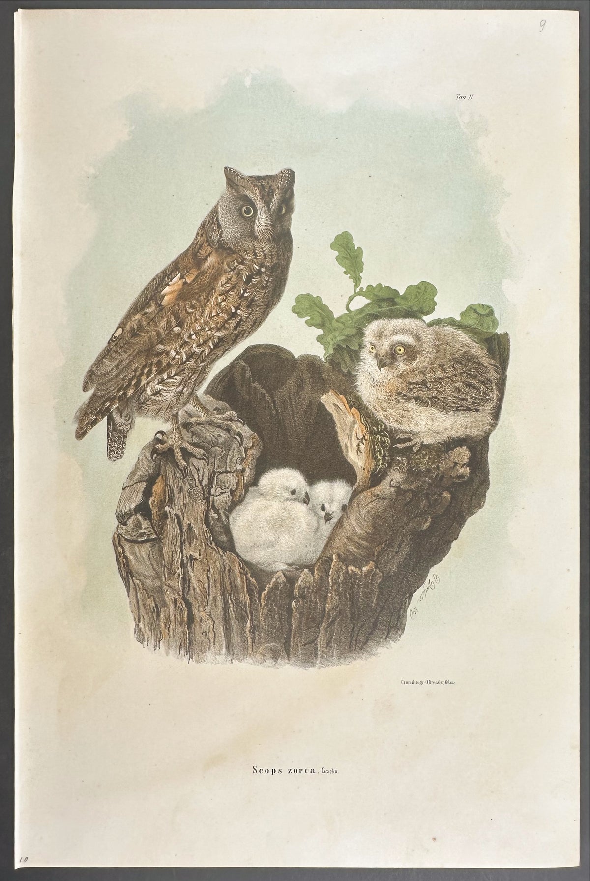 Scops Eared Owl - Scops zorca