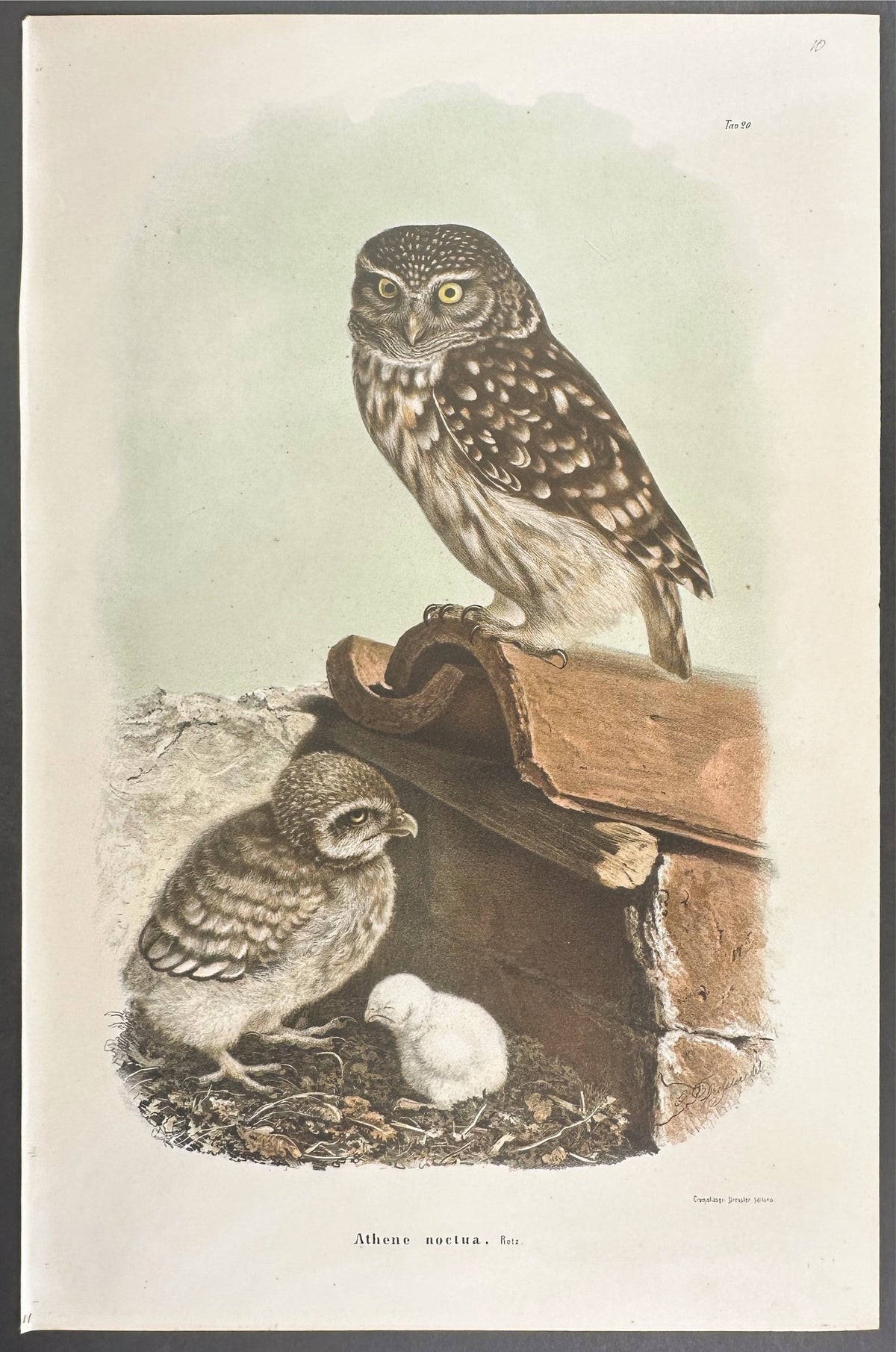 Little Owl - Athene Noctua