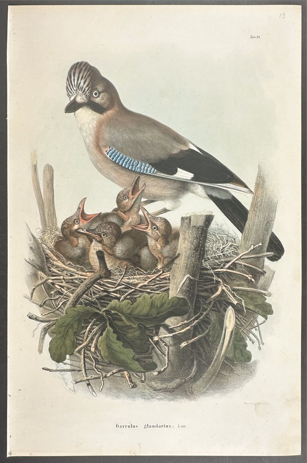 Eurasian Jay - Garrulus glandarius