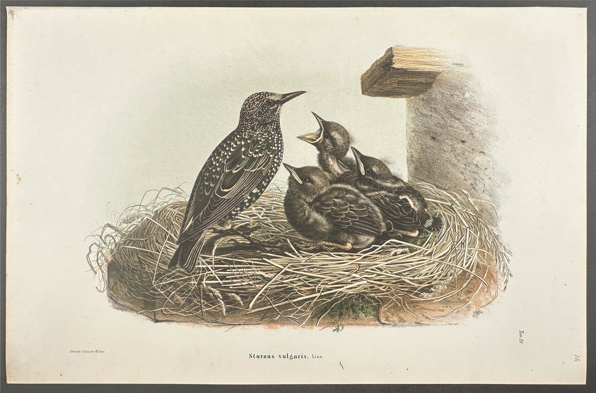 Common Starling - Sturnus vulgaris