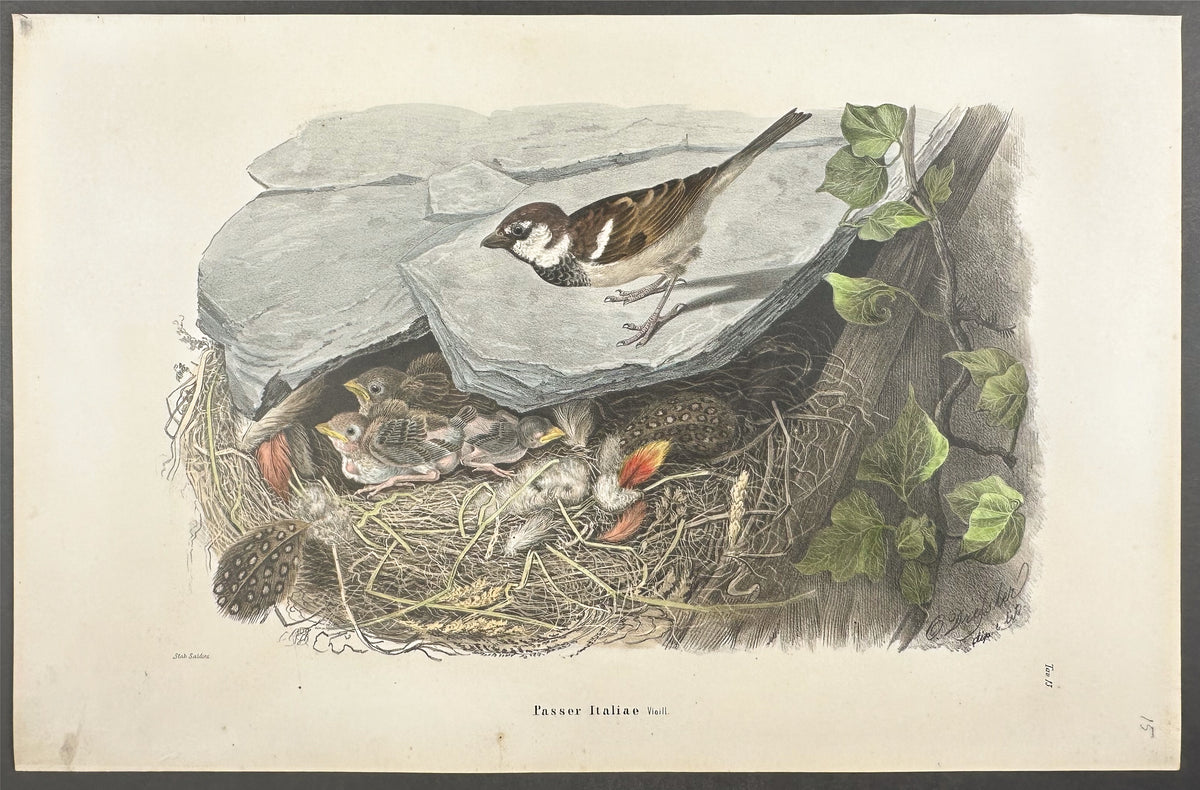 Italian Sparrow - Passer Italiae