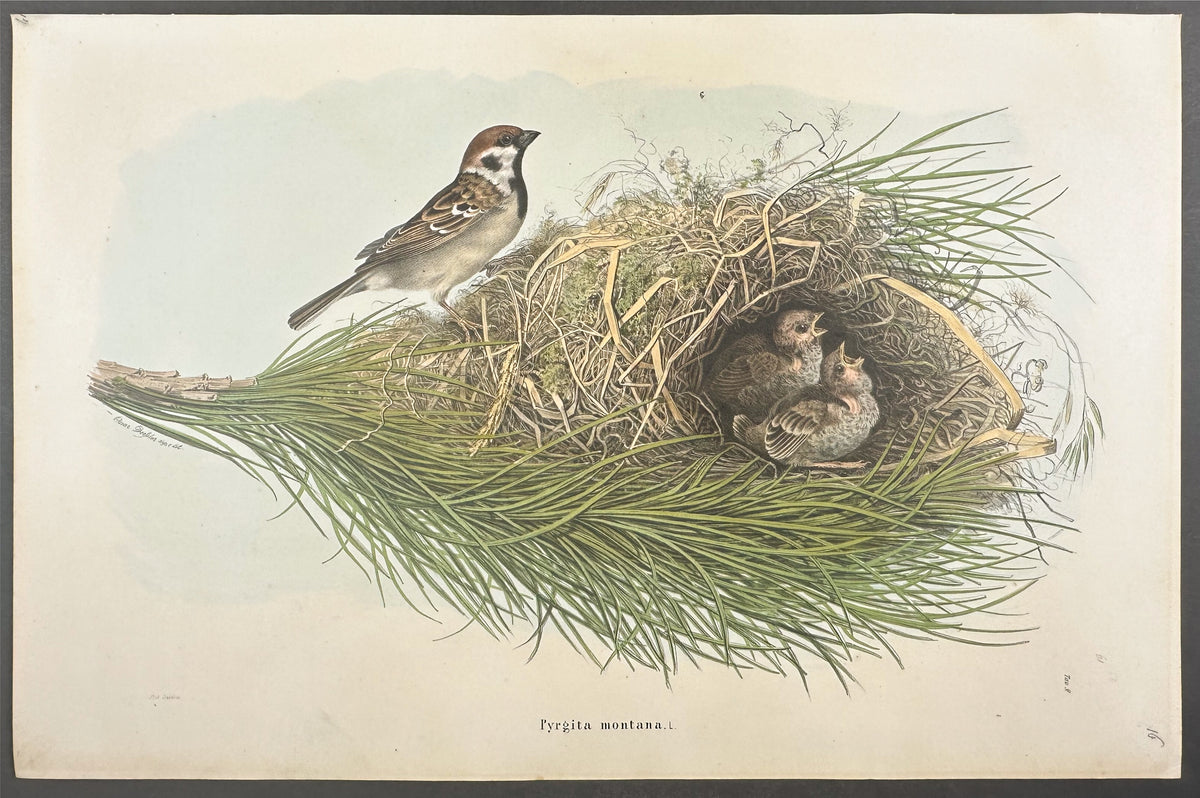 Sparrow - Pyrgita montana