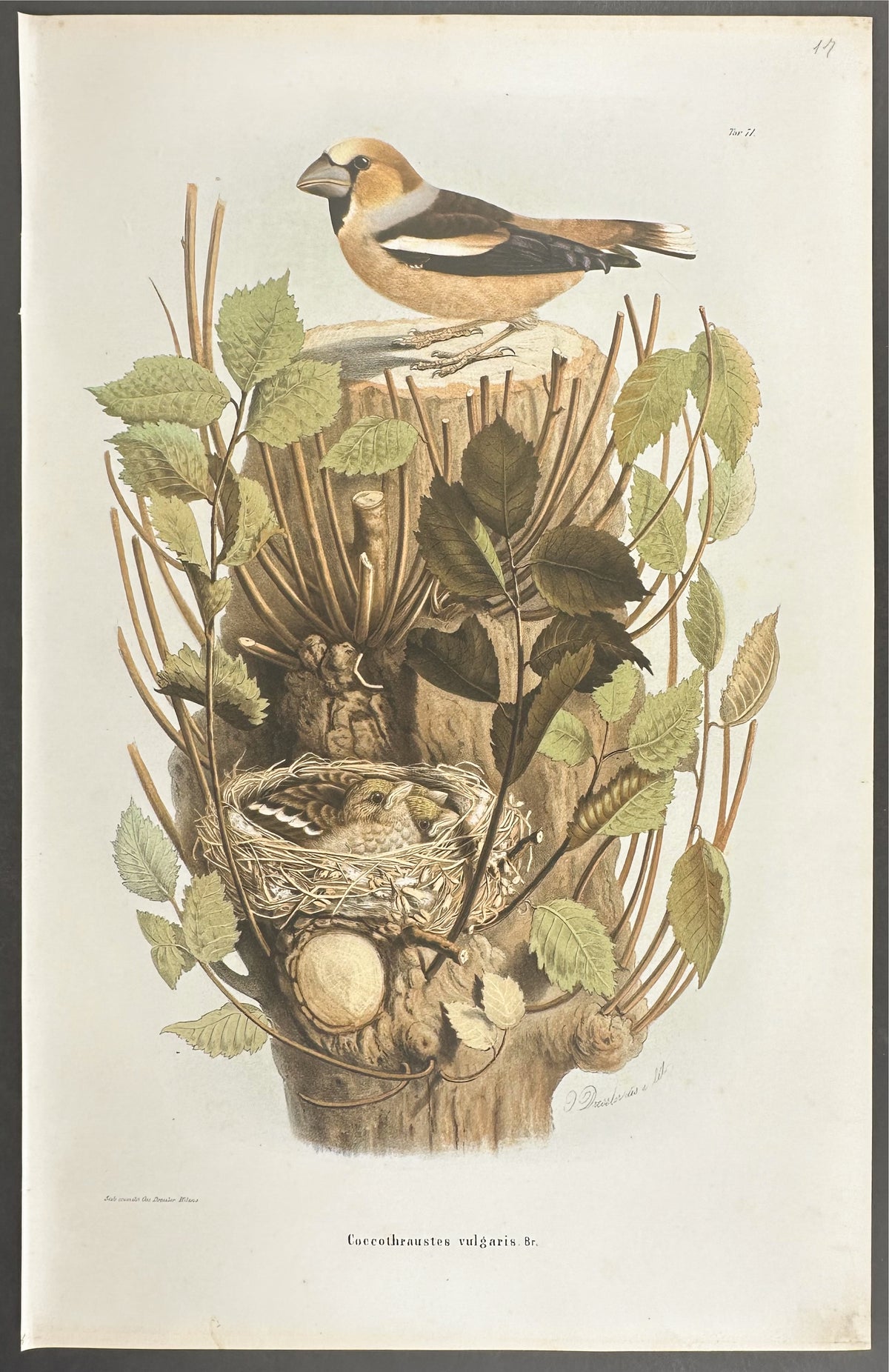 Hawfinch - Coccothraustes vulgaris