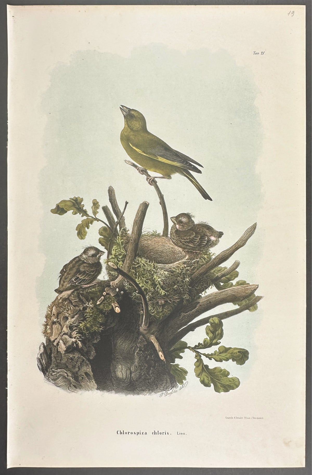 Bird - Chlorospiza chloris