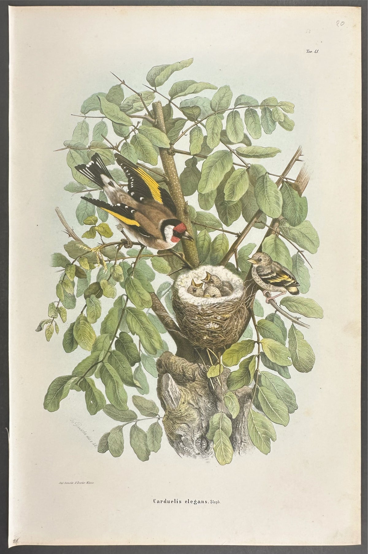 Goldfinch - Carduelis Elegans