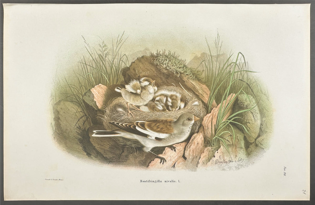White-winged Snowfinch - Montifringilla Nivalis