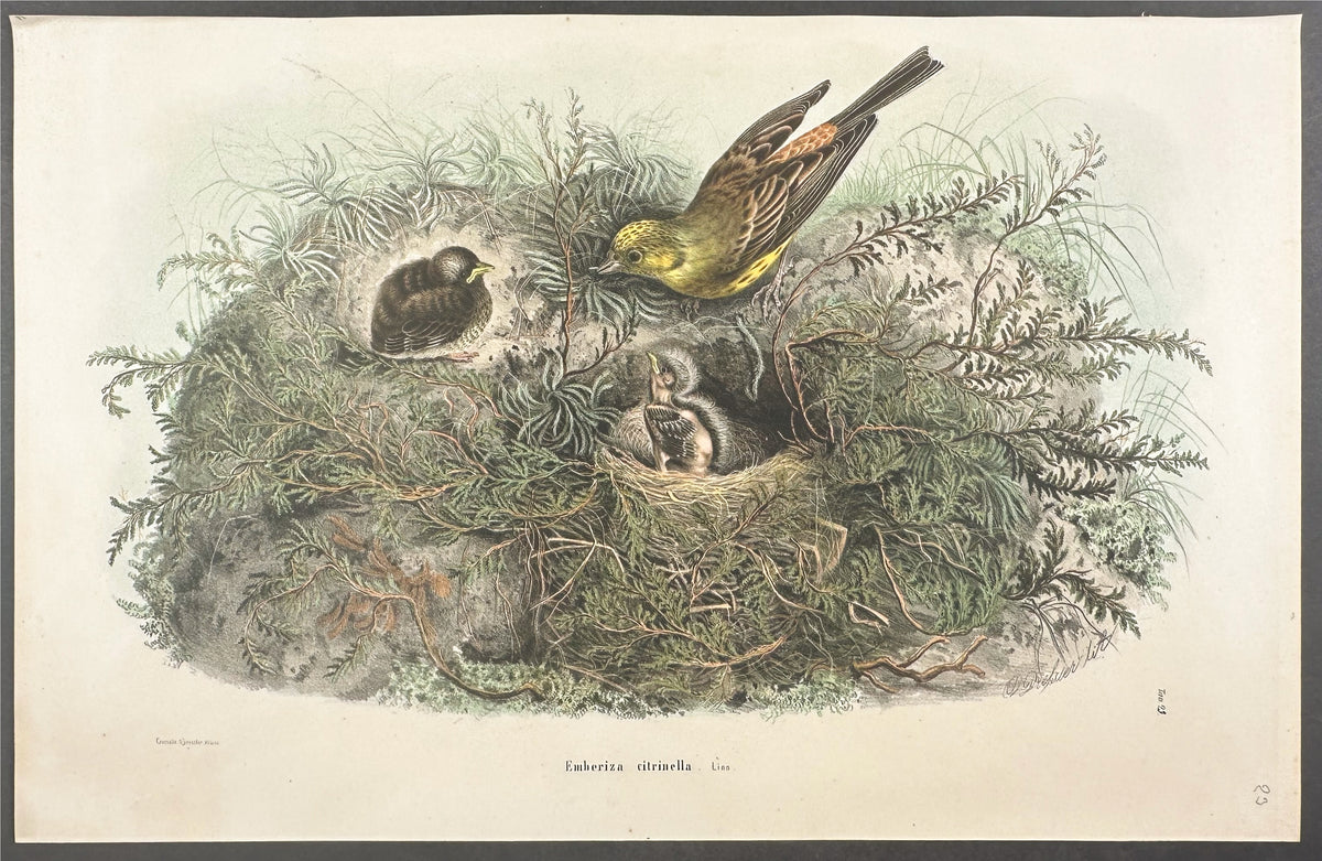 Yellowhammer - Emberiza citrinella