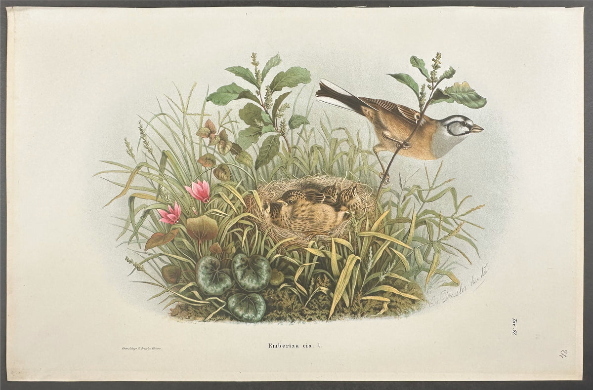 Rock Bunting - Emberiza cia