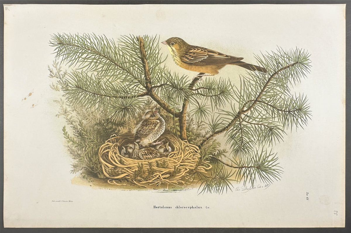 Rice-Bird - Hortulanus chlorocephalus