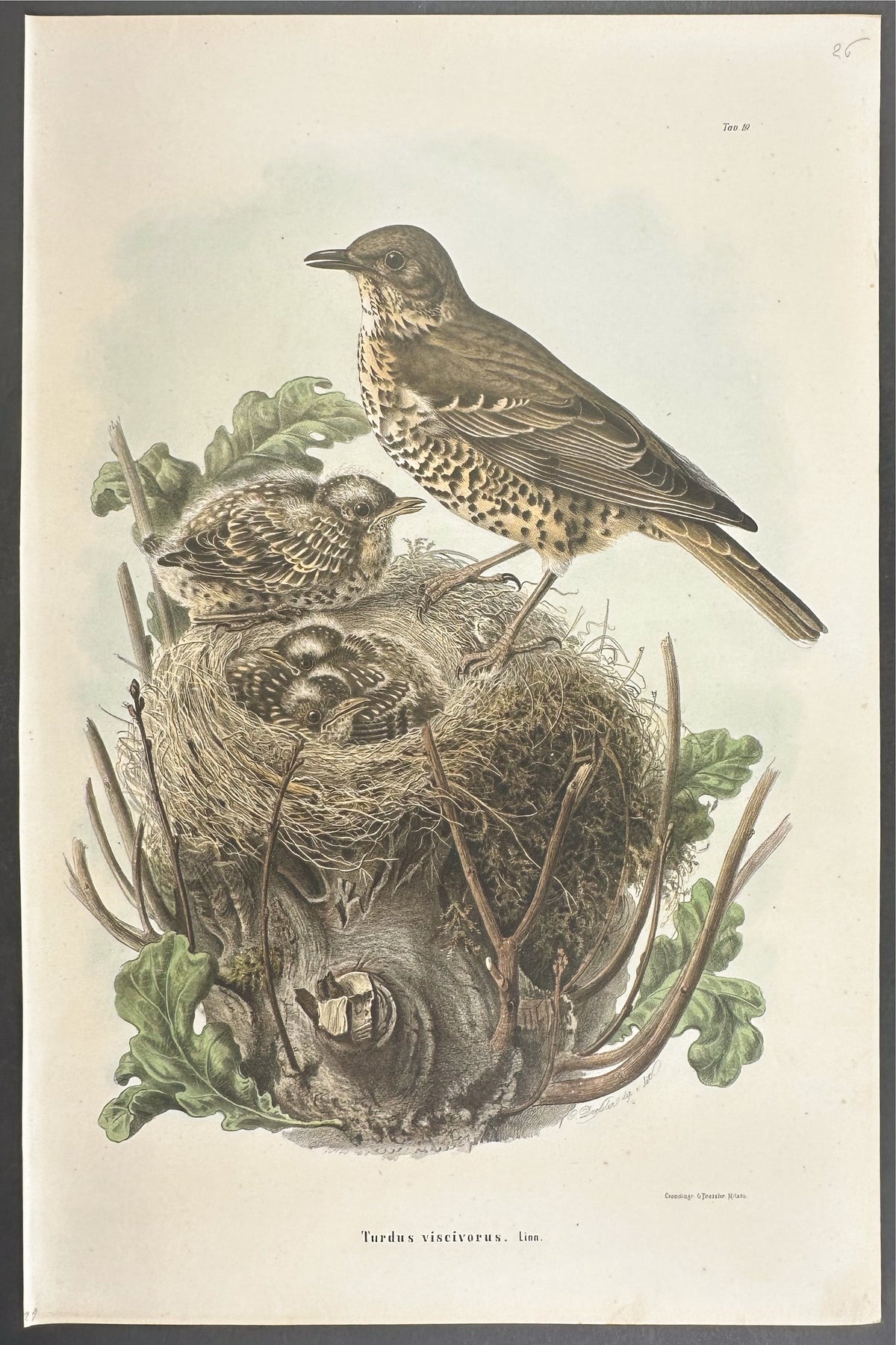 Mistle Thrush - Turdus Viscivorus