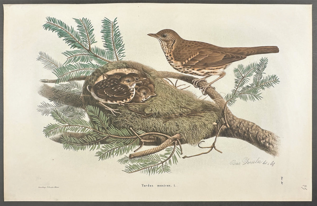 Song Thrush - Turdus Musicus
