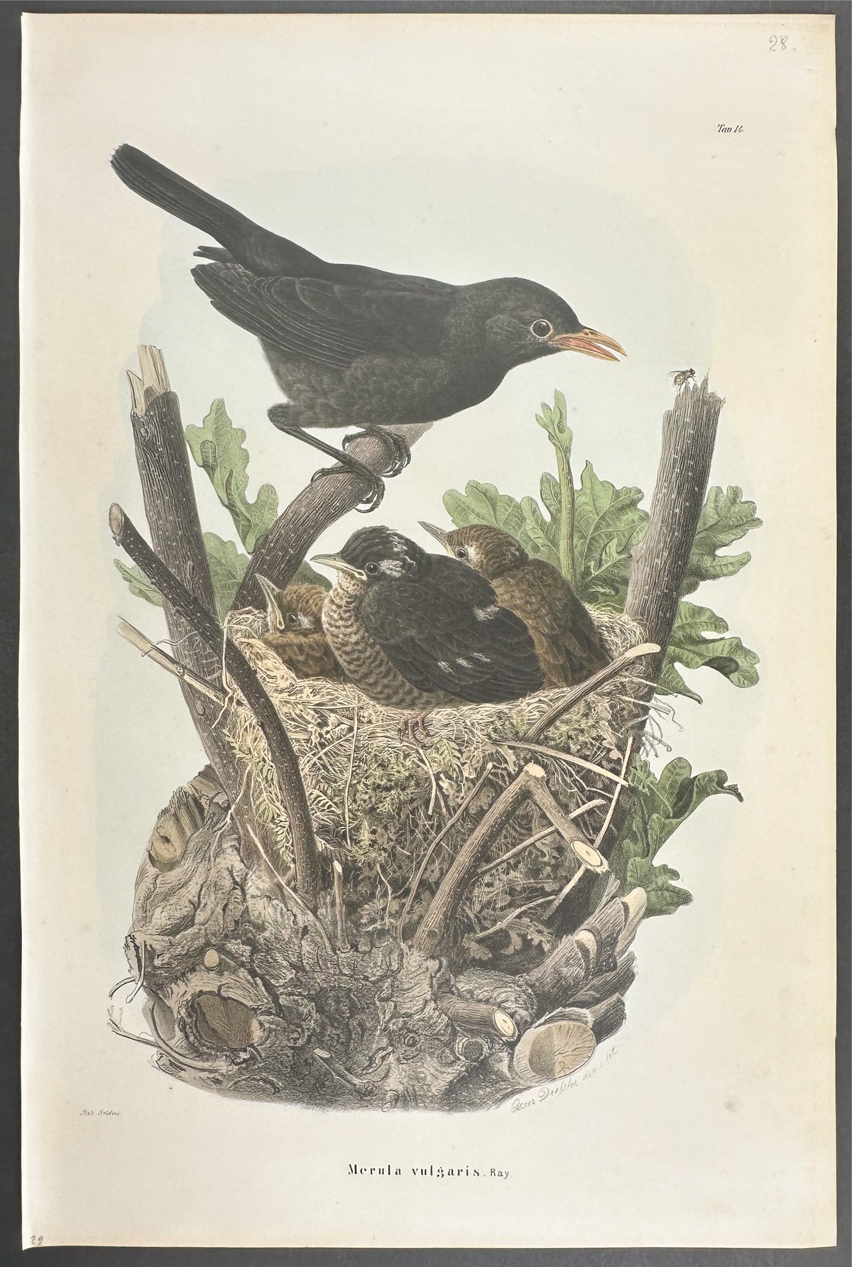Blackbird - Merula vulgaris