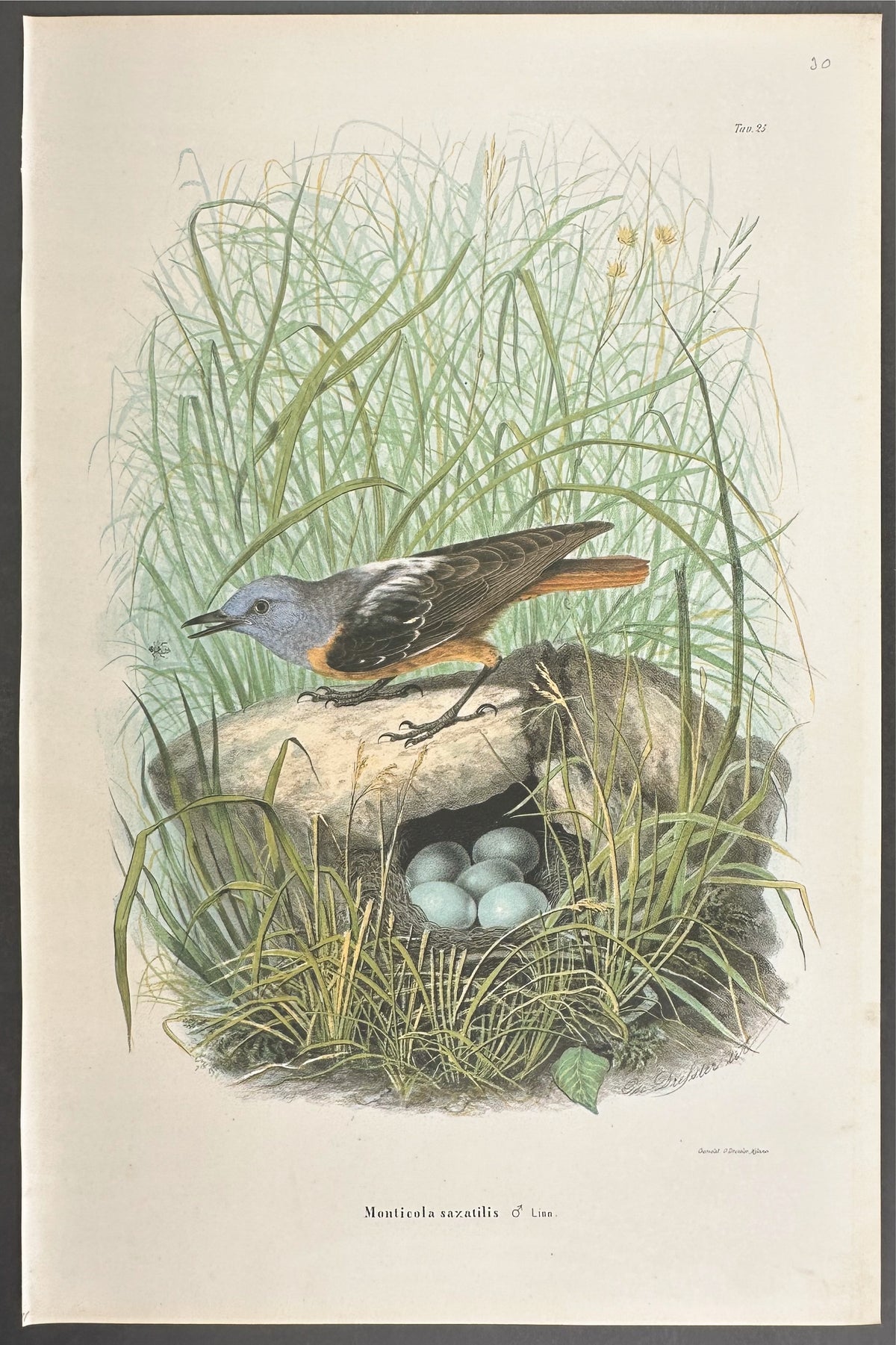 Rock Thrush - Monticola saxatilis