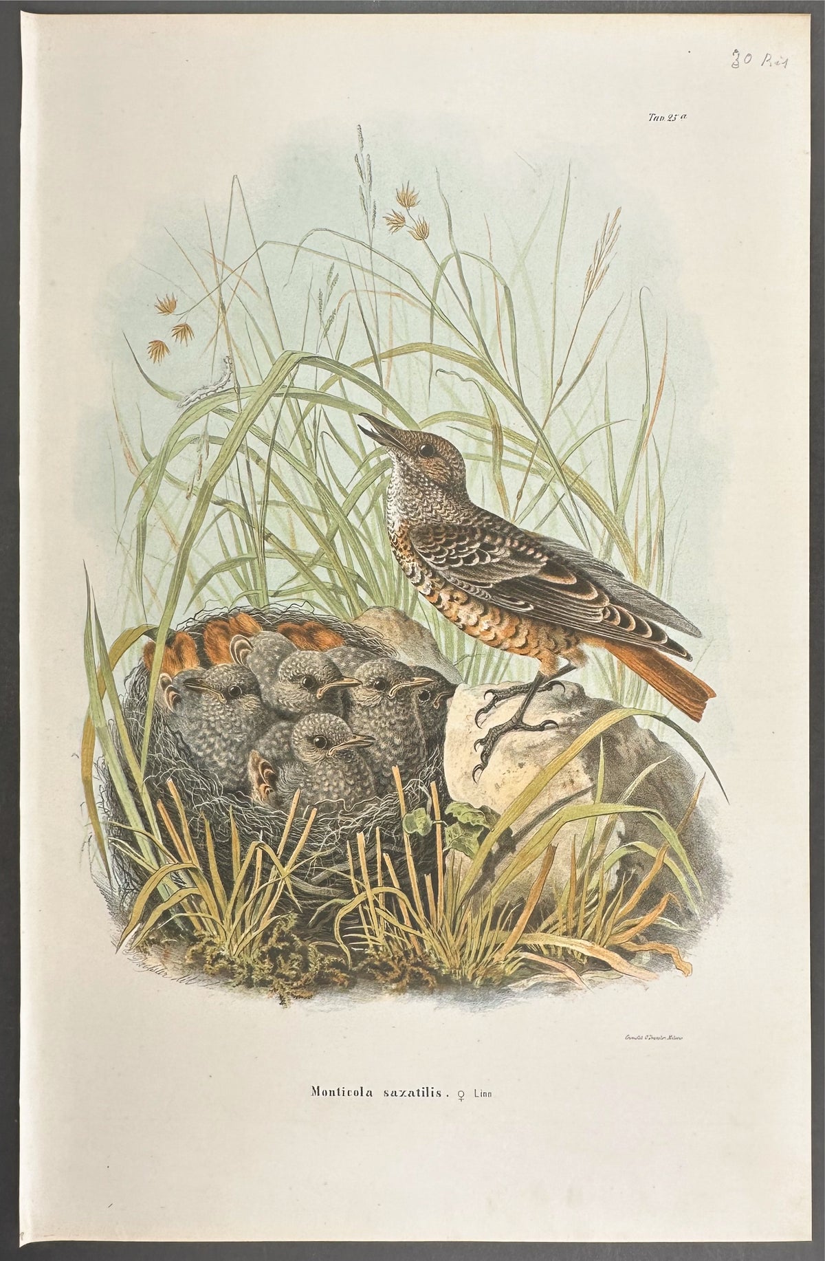 Rock Thrush - Monticola saxatilis