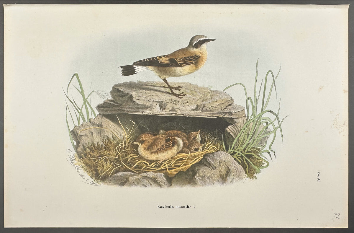 Wheatear - Saxicola Oenanthe