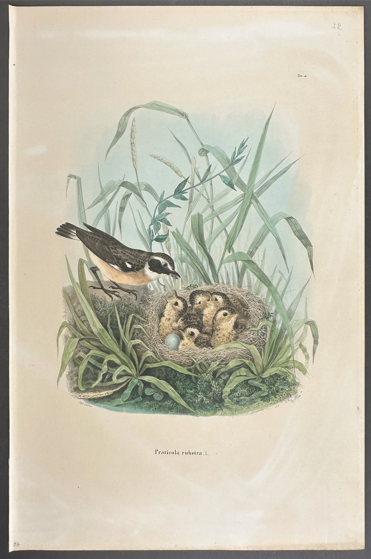 Lark - Praticola Rubetra