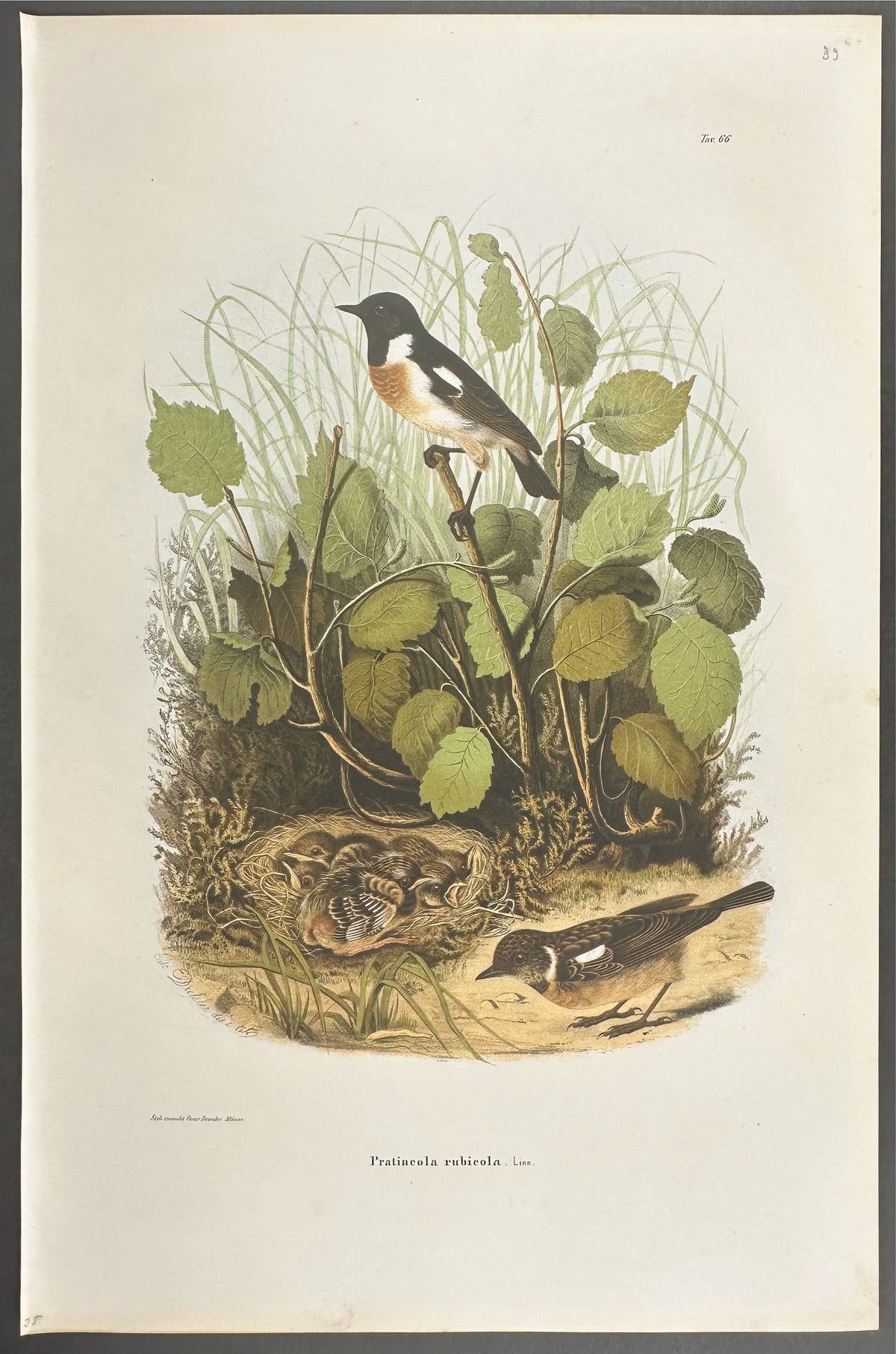 Stone Chat - Pratincola rubicola