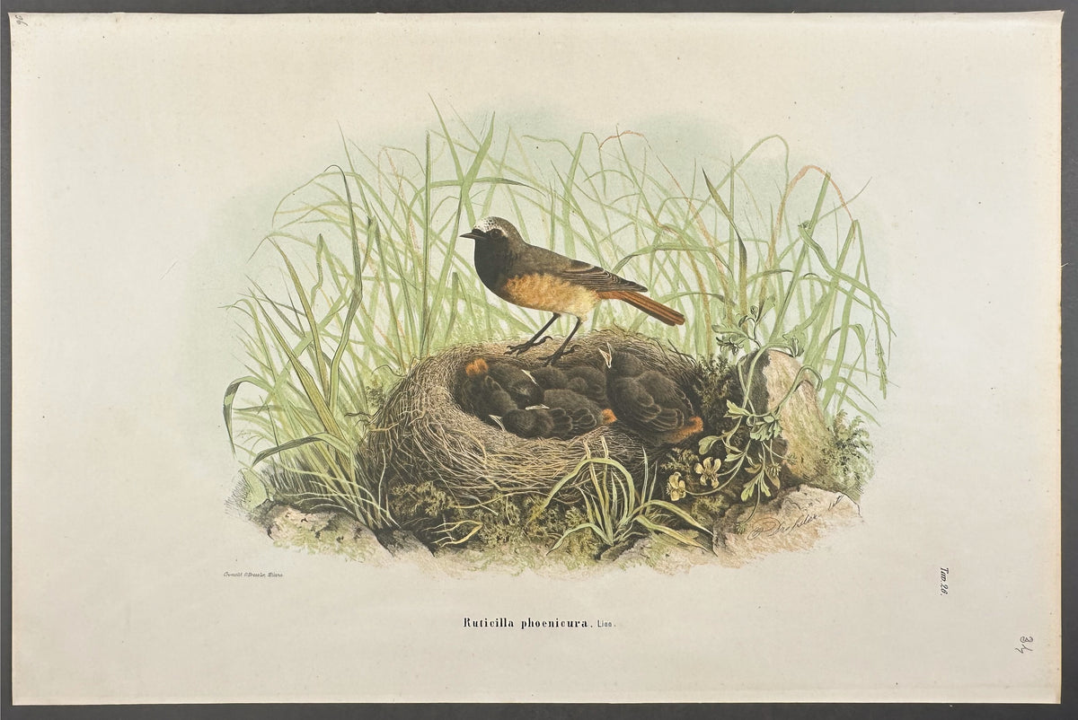 Redstart - Ruticilla phoenicura