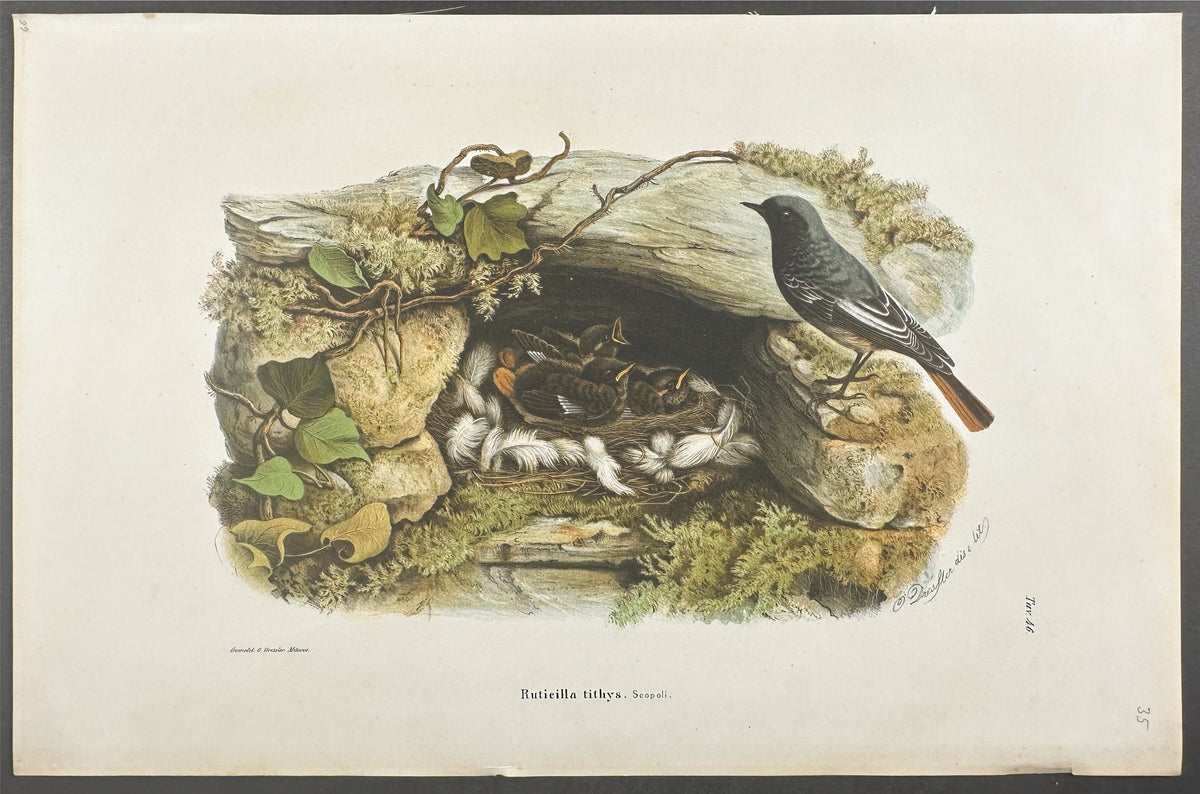 Black Redstart - Ruticilla Tithys