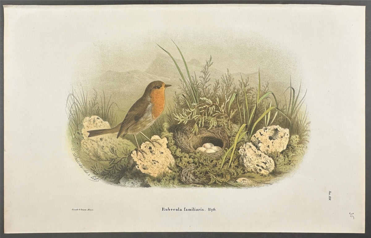 Robin - Rubecula familiaris